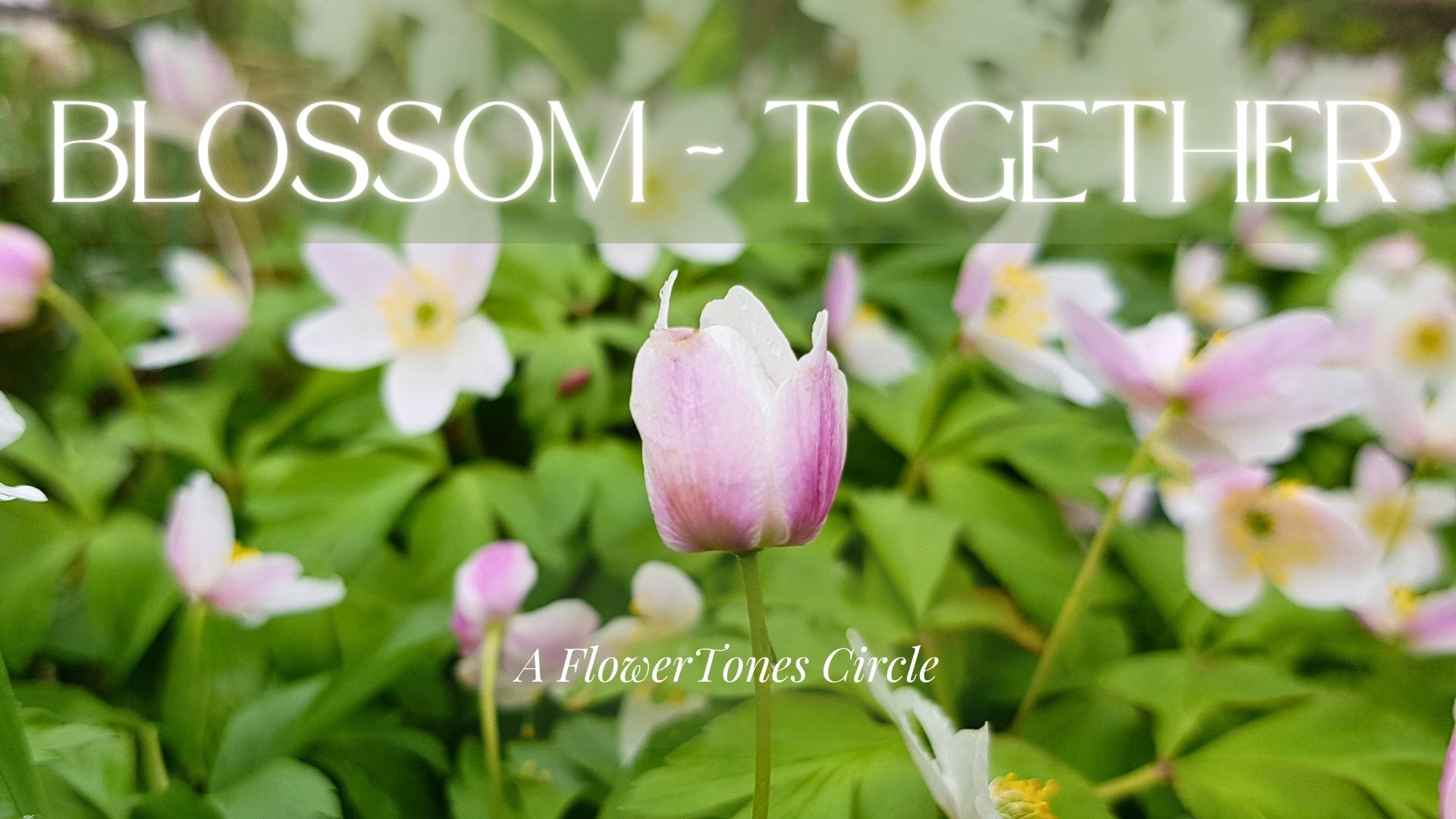CELEBRATION INSPIRATION group