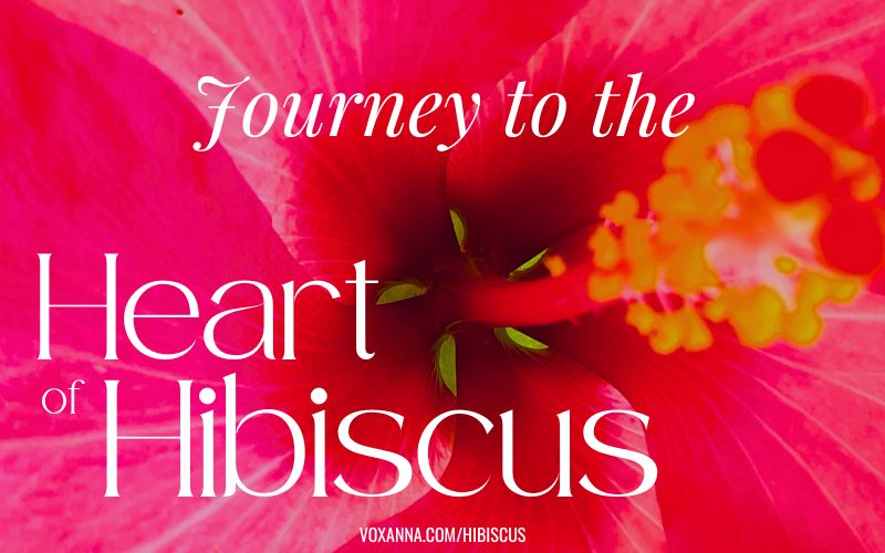 Journey to the Heart of Hibiscus