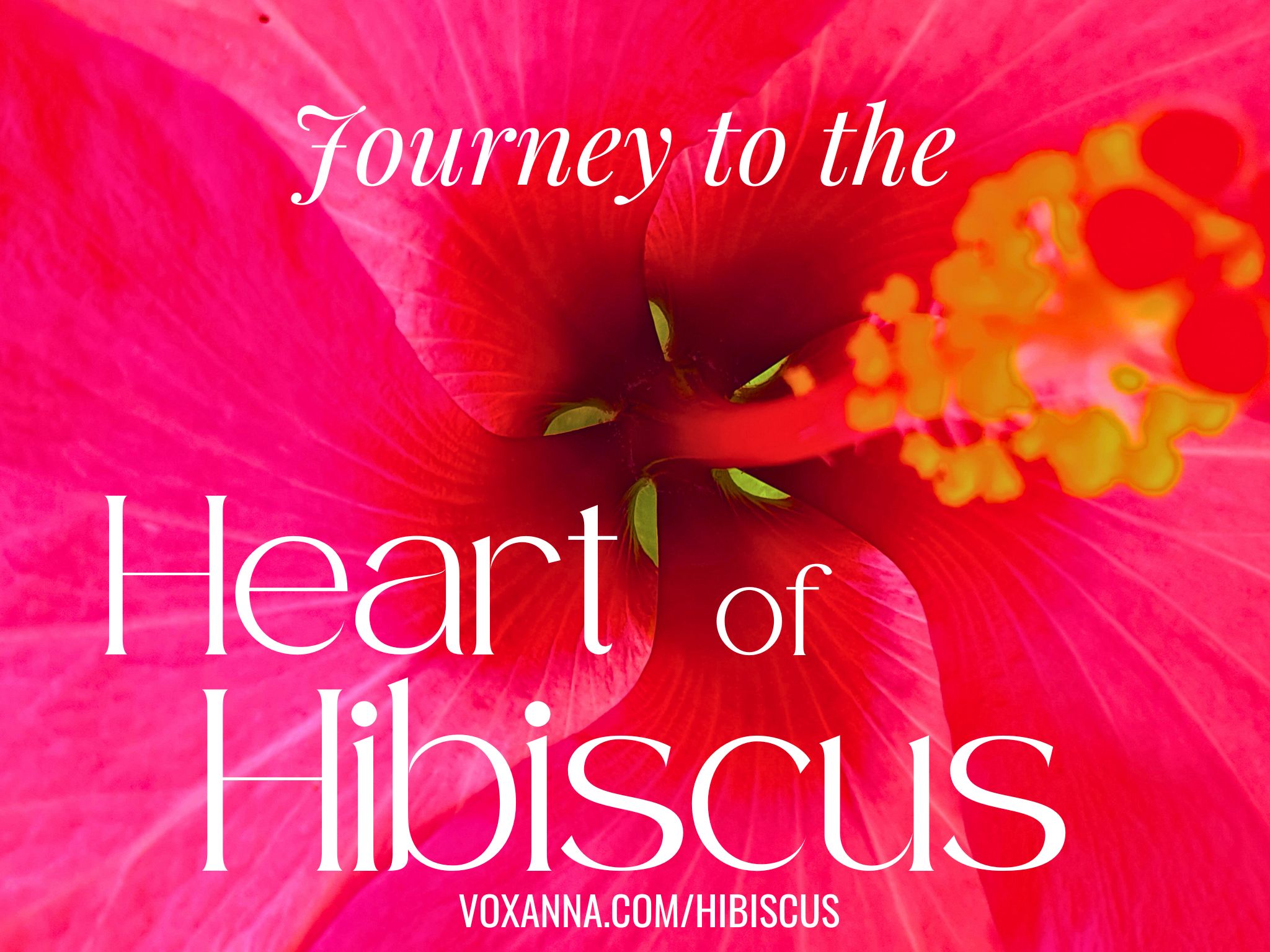 Journey to the Heart of Hibiscus