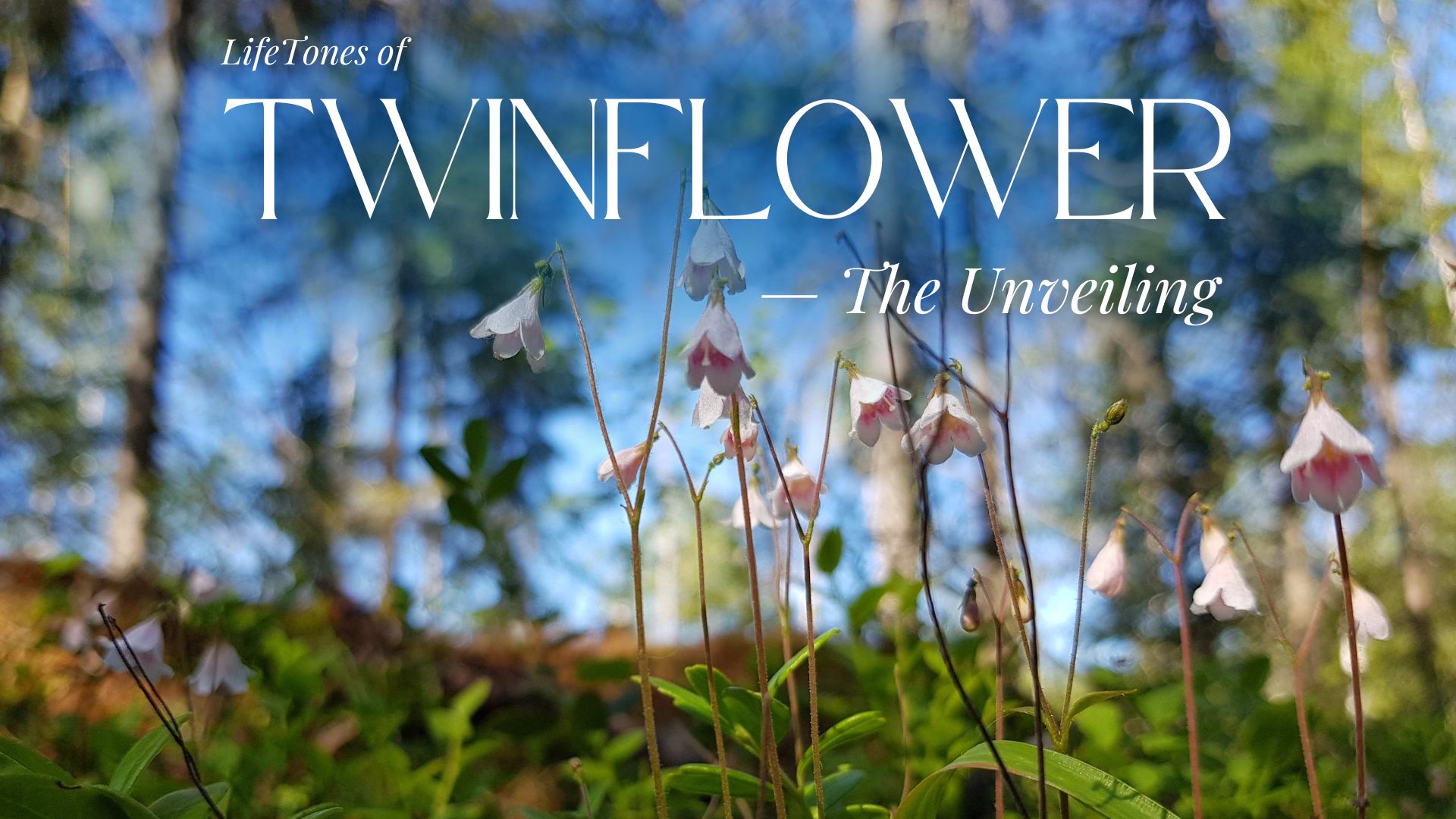 LifeTones Journey to the Heart of Hibiscus