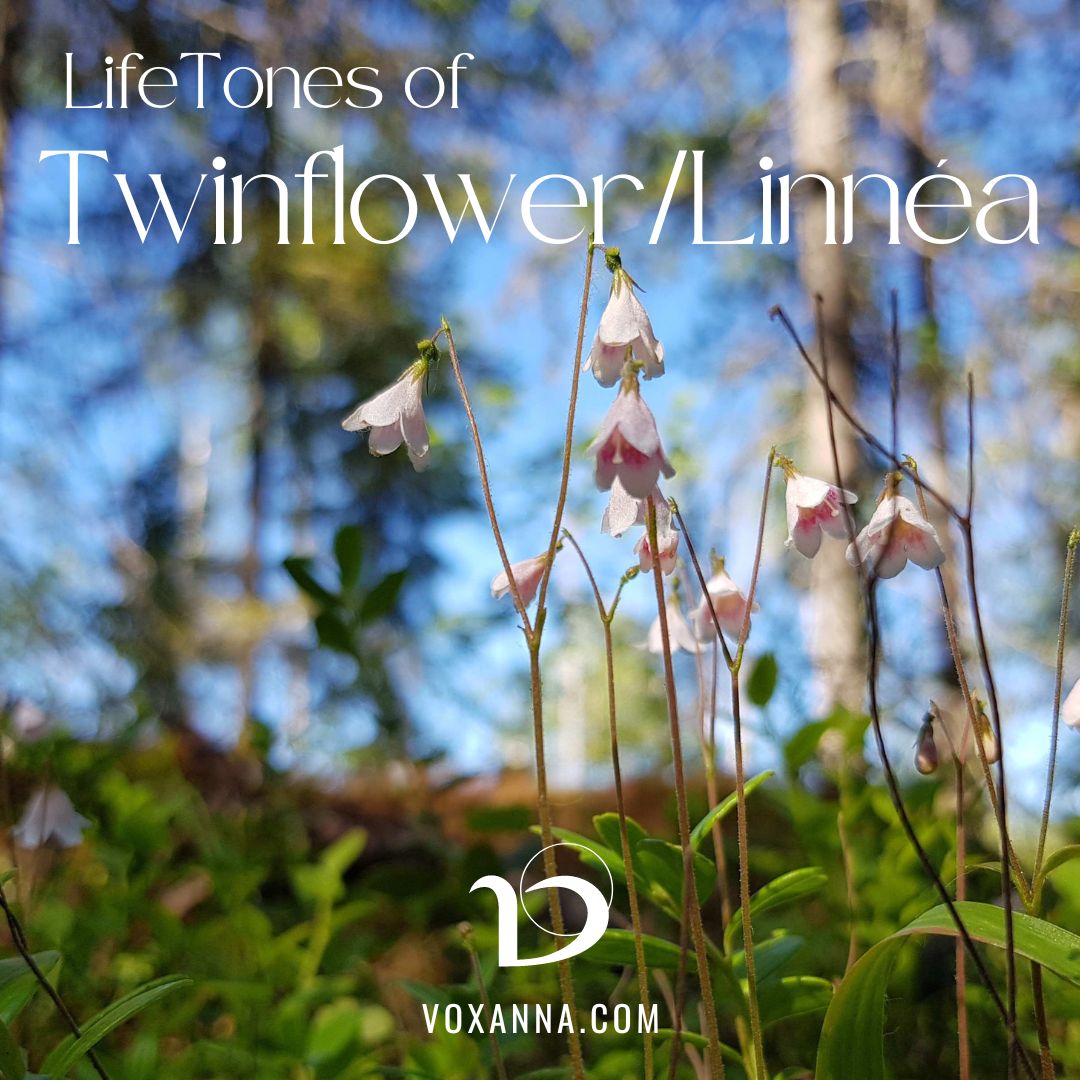 LifeTones of Twinflower {Self-guided journey)