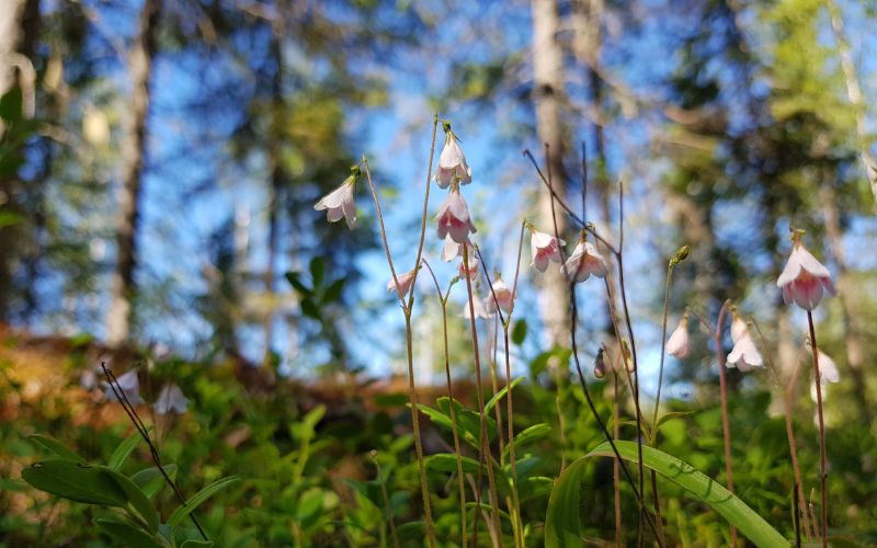 Twinflower The Journey 